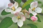 Apple Extract Pyrus Malus P.E.